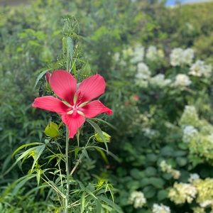 Meet your Posher, Alma